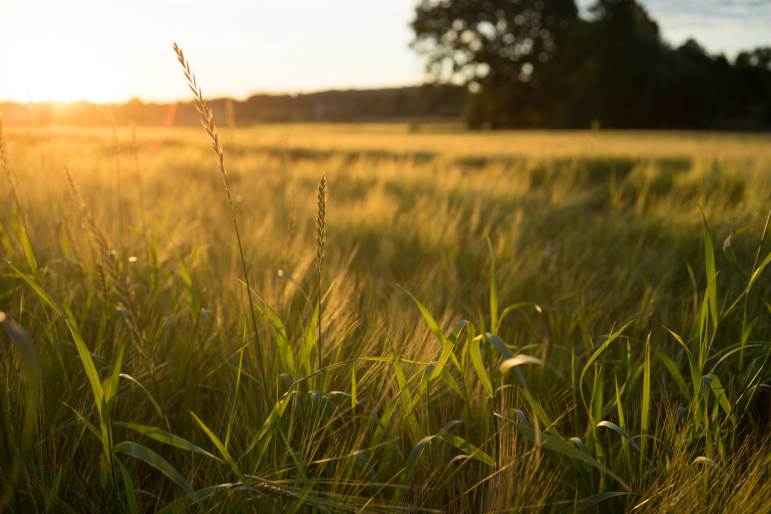 A high angle shot of a meadow covered with grass during a sunset